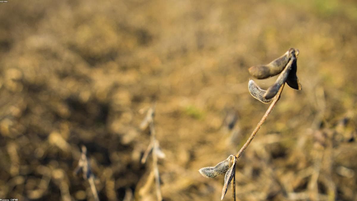 Sector agropecuario reporta producción récord de soya
